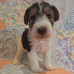 Sir Gawain - White black and tan male Wire Fox Terrier puppy in Lancaster, Missouri from Missouri Meadows Farm