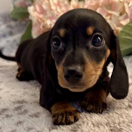 Valentine - Blue and tan male Dachshund puppy in Hensley, Arkansas from The Dachshund Barn