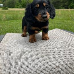 Piper - Black and tan female Dachshund puppy in Milroy, Pennsylvania from Not Your Average Weiner