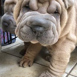 Chinese Shar-Pei Puppies from HapPei House of Wrinkles