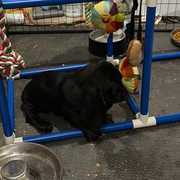 Boy 3 - Black and white male Basset Hound puppy in Pflugerville, Texas from Mountain Mama Bassets