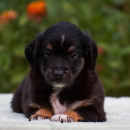 Annie - Black tri female Miniature American Shepherd puppy in Chocowinity, North Carolina from Foxtail Hollow