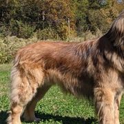 Leonbergers from Mountain Pride Leonbergers