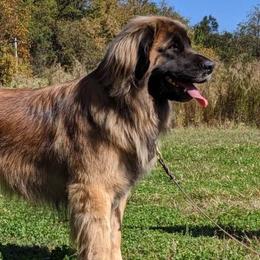 Leonbergers from Mountain Pride Leonbergers