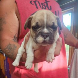 French Bulldogs from River City