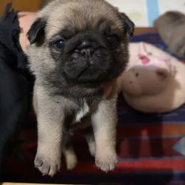 Red - Fawn male Pug puppy in Ellsworth, Kansas from Rachael Kruse