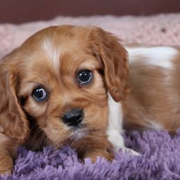 AKC Mya - Ruby female Cavalier King Charles Spaniel puppy in Albany, Indiana from Hatz Off Puppies