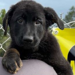 Boy 1 - male German Shepherd puppy in Shady Hills, Florida from Von Stephan Max Shepherds