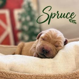 Spruce - Dark golden male Golden Retriever puppy in San Bernardino, California from Thegoldendreams1