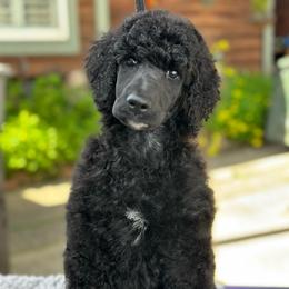 Enzo - Black male Poodle puppy in Rocklin, California from Brienwood Poodles
