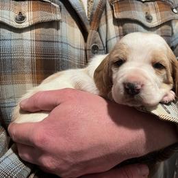 Girl 2 - Lemon and white female Basset Hound puppy in Noblesville, Indiana from Russell Bassets