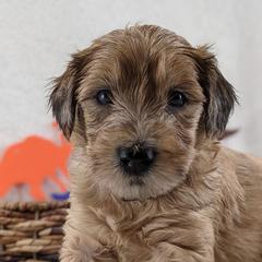Cavapoo and Whoodle Puppies from Gardner Lane Puppies