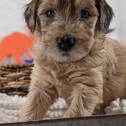 Cavapoo and Whoodle Puppies from Gardner Lane Puppies