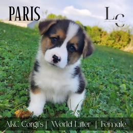 Paris - Black and tan female Pembroke Welsh Corgi puppy in Pine Village, Indiana from NL Horsemanship