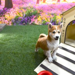 Ripple - Sesame male Shiba Inu puppy in Arcola, Illinois from Highline Puppies