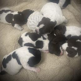 Boy 2 Green collar - Liver roan male German Shorthaired Pointer puppy in Hardeman County, Tennessee from Howell Farm GSP