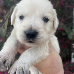 White - Light golden male Golden Retriever puppy in Jesup, Georgia from Painted Platinum Retrievers (Painted Platinum Kennel) PPK