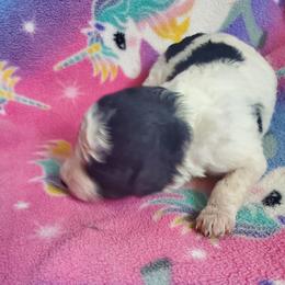 Girl 3 - female Sheepadoodle puppy in Bellevue, Iowa from Fluffy Wonders Poms and Doodles