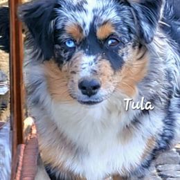 Tula - Miniature American Shepherd