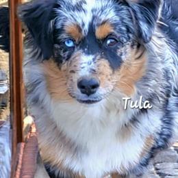 Tula - Miniature American Shepherd