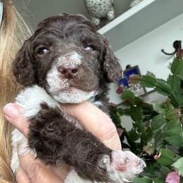 Tyler - Parti male Poodle puppy in Greenwich, New York from MizzElle’s Standard Poodles