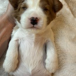 Cavalier King Charles Spaniel Puppies from Storycrest Cavaliers