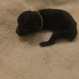 Ajisai - Black & white male Toy Australian Shepherd puppy in Arlington, Texas from CopperHead Aussies