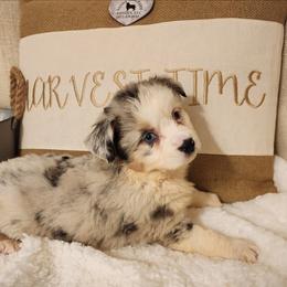 Snickers - Blue merle female Miniature Australian Shepherd puppy in Logansport, Indiana from Sandy Hill Farm Aussies, LLC