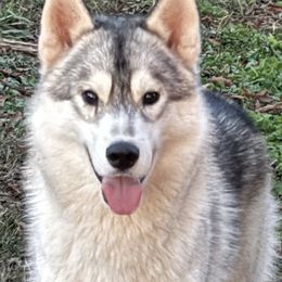 Willy - Siberian Husky