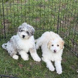 Bentley - Cream male Aussiedoodle puppy in Greenwood, Arkansas from Royal J Aussies and Aussiedoodles