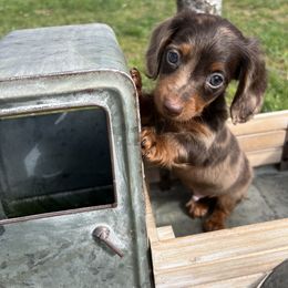 Dachshund Puppies from Golden Creek Farm
