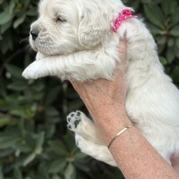 Golden Retriever Puppies from Sanctuary Ranch Goldens