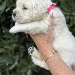 Golden Retriever Puppies from Sanctuary Ranch Goldens