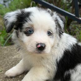 Merl boy 2 - Blue merle male Toy Australian Shepherd puppy in Nickelsville, Virginia from Pecan Creek