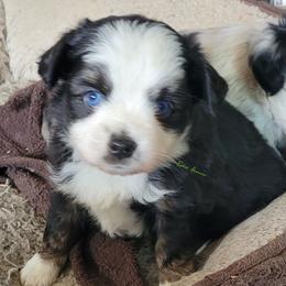 Cooper - Black tri male Miniature Australian Shepherd puppy in Deer Park, Washington from Rodeo Aussies