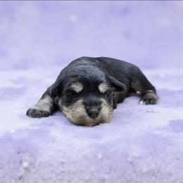 Black-silver Female - Black and silver female Miniature Schnauzer puppy in Houston, Texas from Haughton Farm