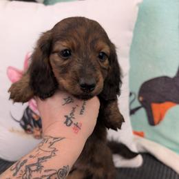 Winston - Brindle male Dachshund puppy in Barnard, Missouri from KB Doxies