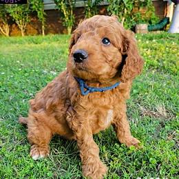Rascal - Red  male Goldendoodle puppy in Greer, South Carolina from South Paw Doodles