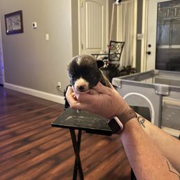Black - Brindle and white male American Corgi puppy in Rose Hill, Kansas from JB Liberty Corgis