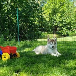 Alaskan Malamute Puppies from Delphi Alaskan Malamutes