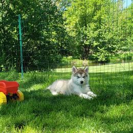 Alaskan Malamute Puppies from Delphi Alaskan Malamutes