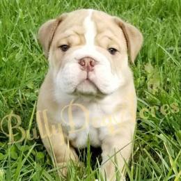 Bulldogs from Bullydogacres