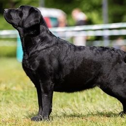 Rosie - Labrador Retriever