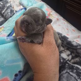 Amber - Blue female French Bulldog puppy in Avondale, Arizona from Montes House of  Frenchies