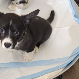 Cardigan Welsh Corgi and Dachshund Puppies from The Corgdachsunds