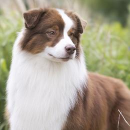 Australian Shepherds from Fallfire Australian Shepherds