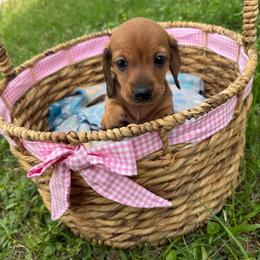 Ducky - Red female Dachshund puppy in Palm Bay, Florida from Anastasia’s Royal Weenies