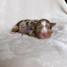 Birdie - Red merle female Aussiedoodle puppy in Burbank, Ohio from Berns & Doodles