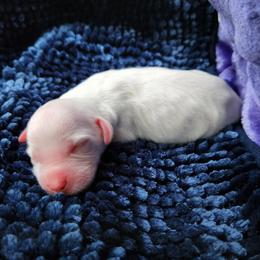 Girl 1 - White female Llewellin Setter puppy in North Dinwiddie, Virginia from Pups Furever