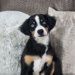 Fettuccine - Black tri male Miniature Australian Shepherd puppy in Killen, Alabama from Wilkers Wholehearted Mini Aussies